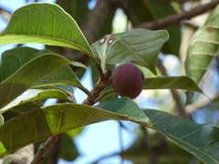 Ficus natalensis