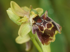 Ophrys fuciflora pallidiconi