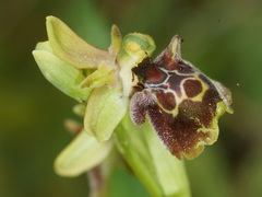 Ophrys fuciflora pallidiconi