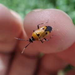 Deraeocoris punctum
