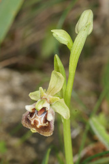 Ophrys fuciflora pallidiconi