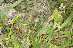 Ophrys fuciflora pallidiconi