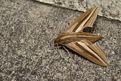 Theretra oldenlandiae