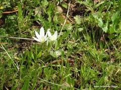 Ornithogalum baeticum