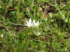 Ornithogalum baeticum