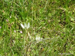 Ornithogalum baeticum