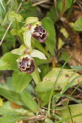 Ophrys fuciflora pallidiconi