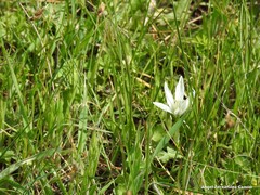 Ornithogalum baeticum