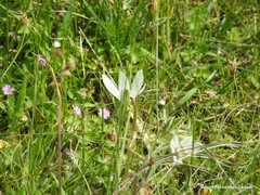 Ornithogalum baeticum