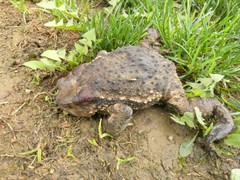 Bufo
