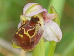 Ophrys fuciflora pallidiconi