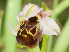 Ophrys fuciflora pallidiconi