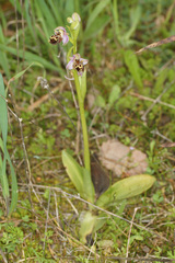Ophrys umbilicata umbilicata