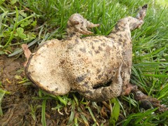 Bufo