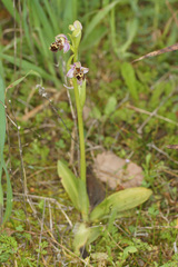 Ophrys umbilicata umbilicata