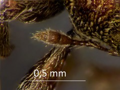 Lignyodes bischoffi