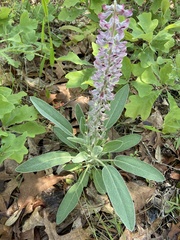 Lupinus villosus