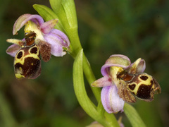 Ophrys umbilicata umbilicata