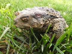 Bufo