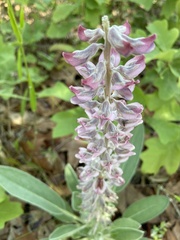 Lupinus villosus