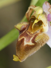 Ophrys fuciflora heterochila