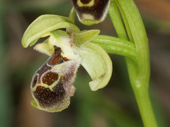 Ophrys umbilicata umbilicata