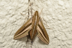 Theretra oldenlandiae