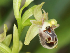 Ophrys umbilicata umbilicata
