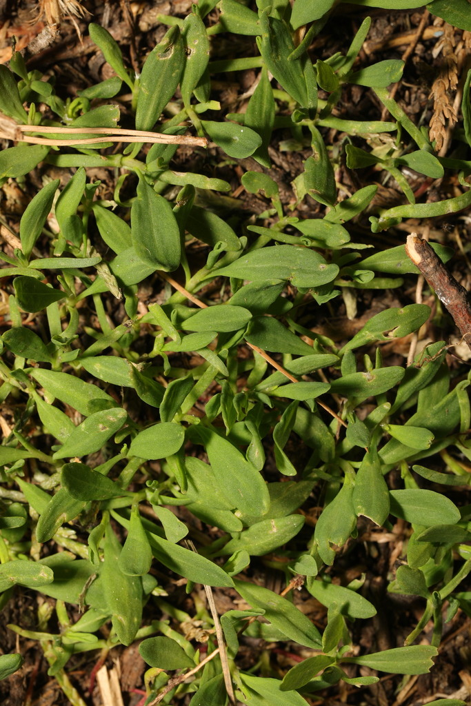 Prostrate Knotweed from Henley Park, Delph Lane, Whiston, Liverpool ...