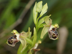 Ophrys umbilicata umbilicata