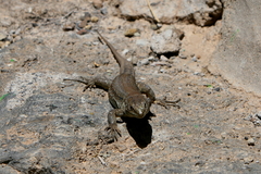 Gallotia galloti galloti