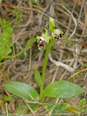Ophrys fuciflora pallidiconi