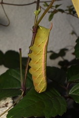 Acosmeryx naga