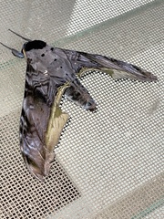 Acanthosphinx guessfeldti