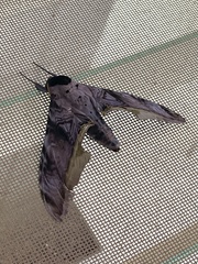 Acanthosphinx guessfeldti