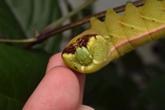 Acosmeryx naga