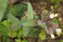Anchusa hybrida