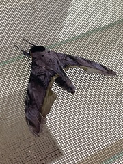 Acanthosphinx guessfeldti