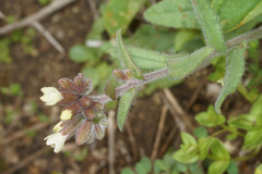 Anchusa hybrida