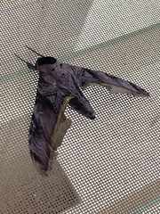 Acanthosphinx guessfeldti