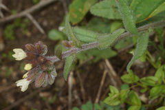 Anchusa hybrida