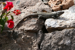 Gallotia galloti galloti