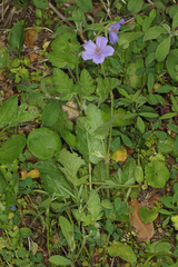 Erodium gruinum