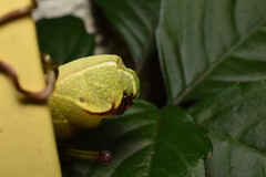 Acosmeryx naga