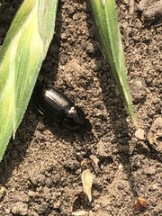 Carabidae