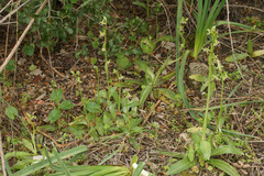 Ophrys fuciflora pallidiconi
