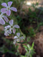 Silene gallica