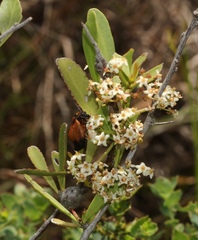 Gymnosporia elliptica