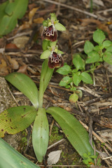 Ophrys fuciflora pallidiconi