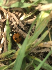 Coccinella septempunctata